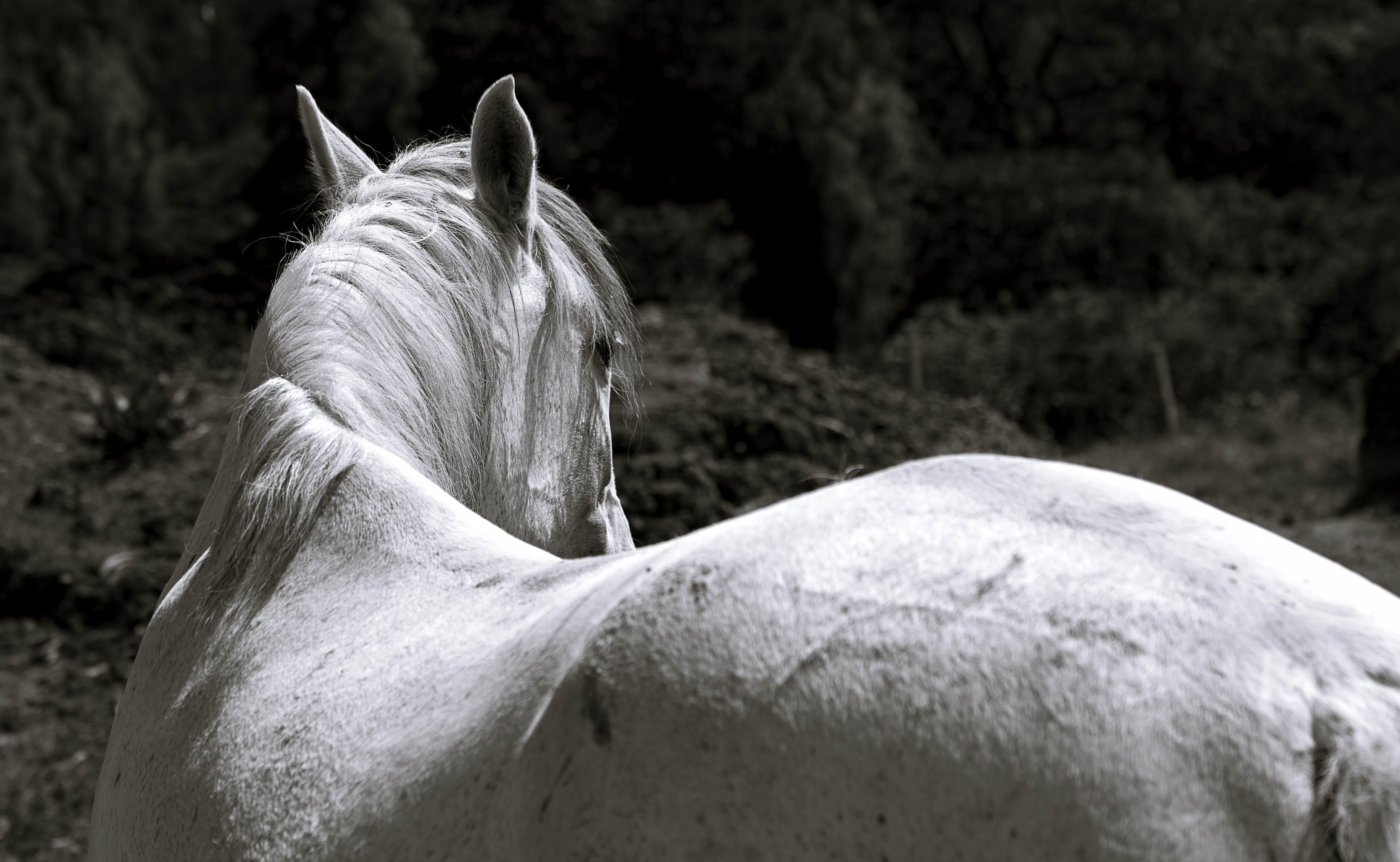 A white mare looking at you.jpg